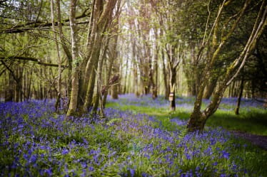 Sensory Bluebell Walk at RSPB Scotland Loch Lomond