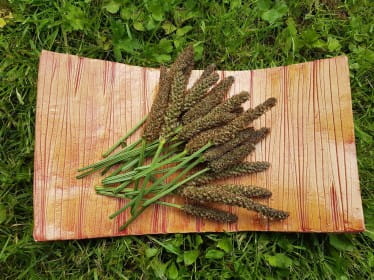 Wild Food Foraging at RSPB Scotland Loch Lomond