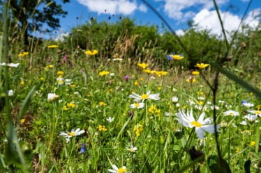 Wildflower Wander at RSPB Scotland Loch Lomond