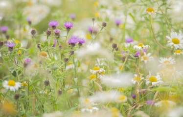 Wildflower Wander at RSPB Scotland Loch Lomond