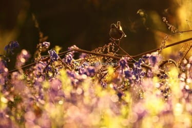 Weekday Wildlife Walks (For all abilities)